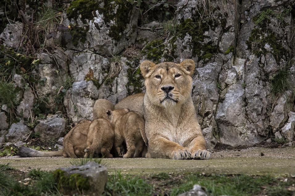 Asiatic lion Shiva, the mother of the three unnamed cubs, sits with her cubs in the Besancon zoo, eastern France, Thursday Feb. 27, 2014. The Besancon zoo held off announcing the December 31 2013 births until this week, afraid the two females and a male might not survive. There are about 300 Asiatic lions in the wild all, in an Indian reserve, according to the WWF. It's one of the world's rarest species. (AP Photo/Laurent Cipriani)