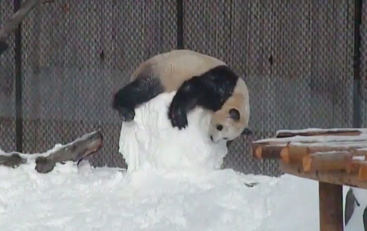 Not giving up: Da Mao carried on fighting the headless snowman (YouTube/Toronto Zoo)