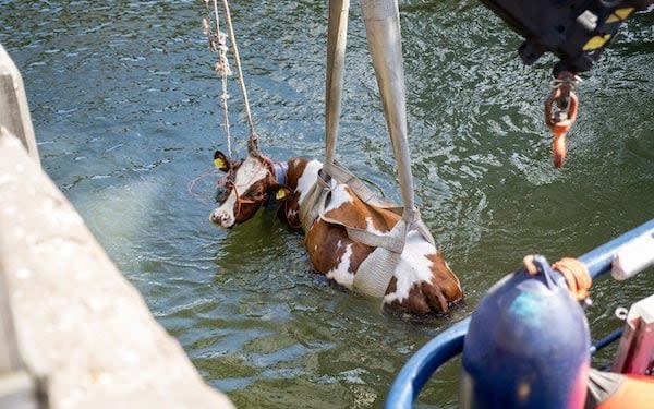 Cows have had to be pulled out of the water after a series of mishaps - ANP / Hollandse Hoogte / MediaTV