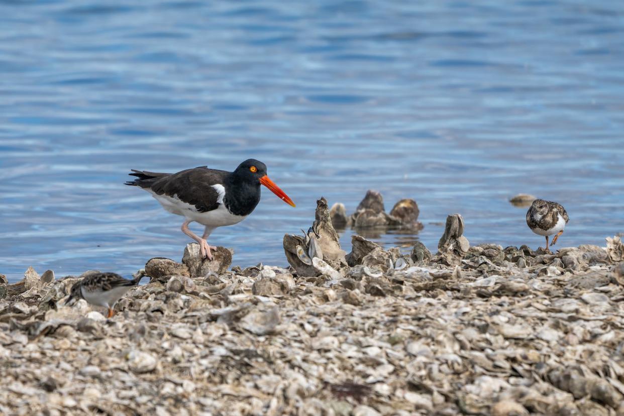 Seabirds forage on an oyster shell island on the Texas Gulf Coast. <a href="https://www.gettyimages.com/detail/news-photo/an-american-oystercatcher-haematopus-palliatus-foraging-on-news-photo/1449679985" rel="nofollow noopener" target="_blank" data-ylk="slk:Jon G. Fuller/VW Pics/ Universal Images Group via Getty Images;elm:context_link;itc:0;sec:content-canvas" class="link ">Jon G. Fuller/VW Pics/ Universal Images Group via Getty Images</a>