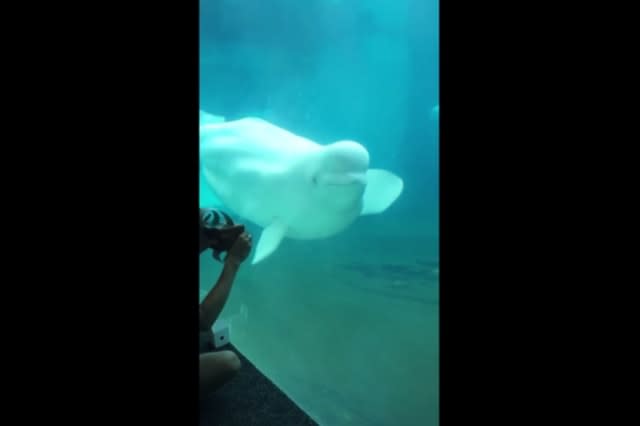 Baby beluga whale dances to music box