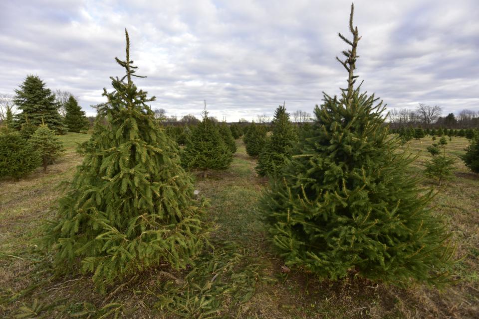 Uncut pine trees up for sale for patrons at Country Christmas Tree Farm located at 8122 Bricker Road in Greenwood Township on Monday, Nov. 14, 2022.