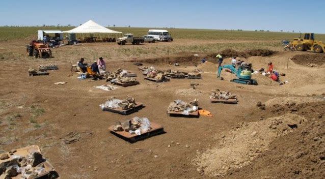 Scientists unveiled fossils Thursday from a new species of giant, long-necked dinosaur unearthed in northeast Australia, speculating that its ancestors had trekked across Antarctica some 105 million years ago. Source: Supplied.