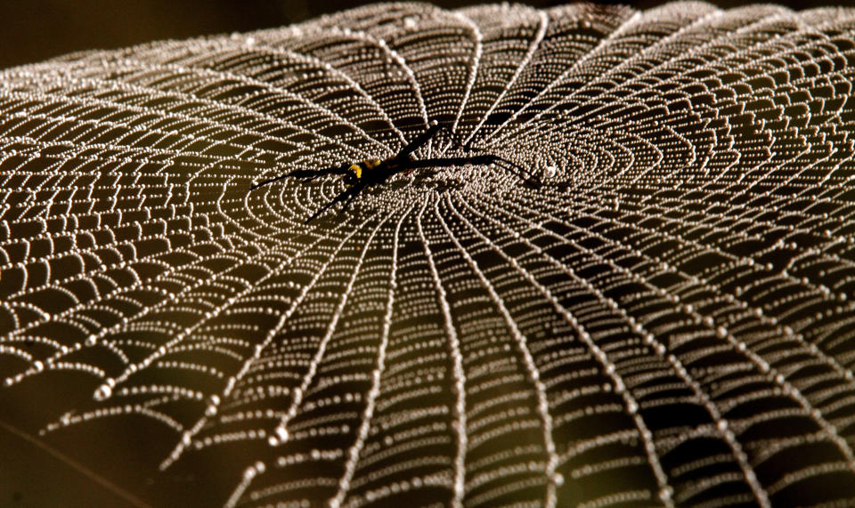 A wild spider sits on the middle of its nest as it envelops in the morning dew drops in the outskirts of the eastern city Bhubaneswar, India, Jan. 2, 2016.