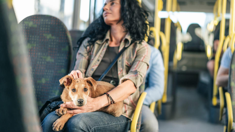 Know pet policies on your chosen transport
