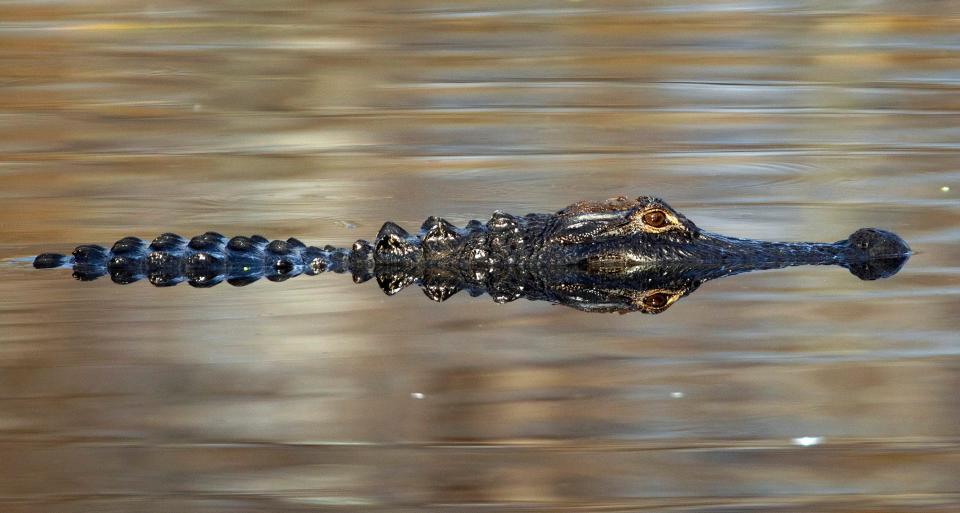 An alligator in a creek recently bit a Mississippi teenager who was trying to fend off the approaching animal.