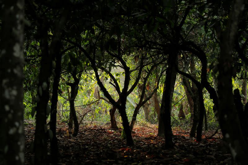 The Wider Image: Chocolate prices to keep rising as West Africa's cocoa crisis deepens