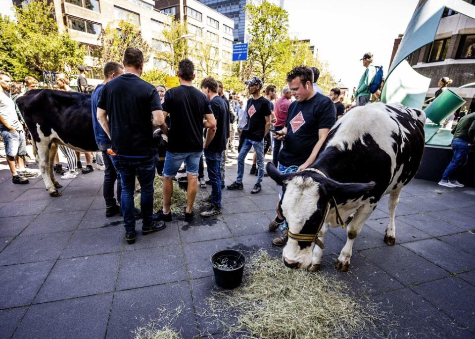 Farmers demonstrate with their cows outside the House of Representatives building, as MPs are debating the cabinet's nitrogen plans during a farmers' protest against the cabinet's proposed nitrogen policy in the Hague, on June 28, 2022.<span class="copyright">Jeffrey Groeneweg—ANP/AFP/Getty Images</span>