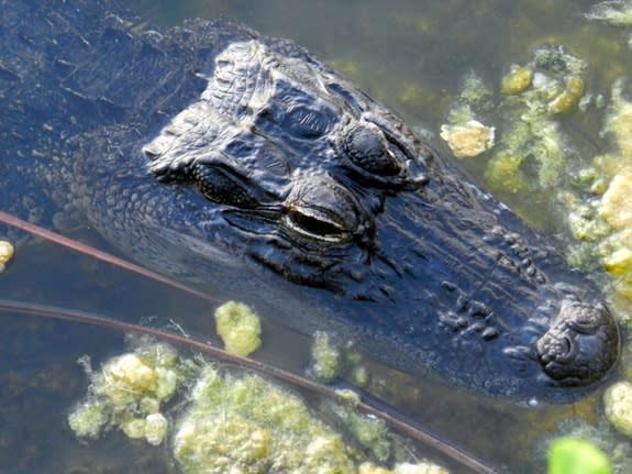 The same alligator seen in the camera trap video.