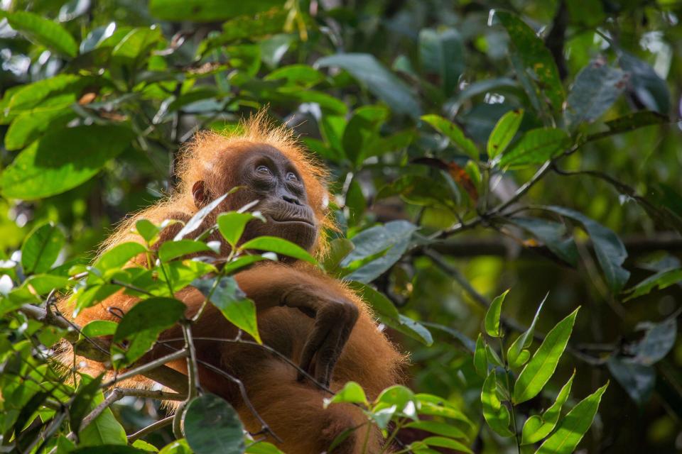 A scene from "Our Planet" on Netflix. (Huw Cordey/Netflix/Silverback)