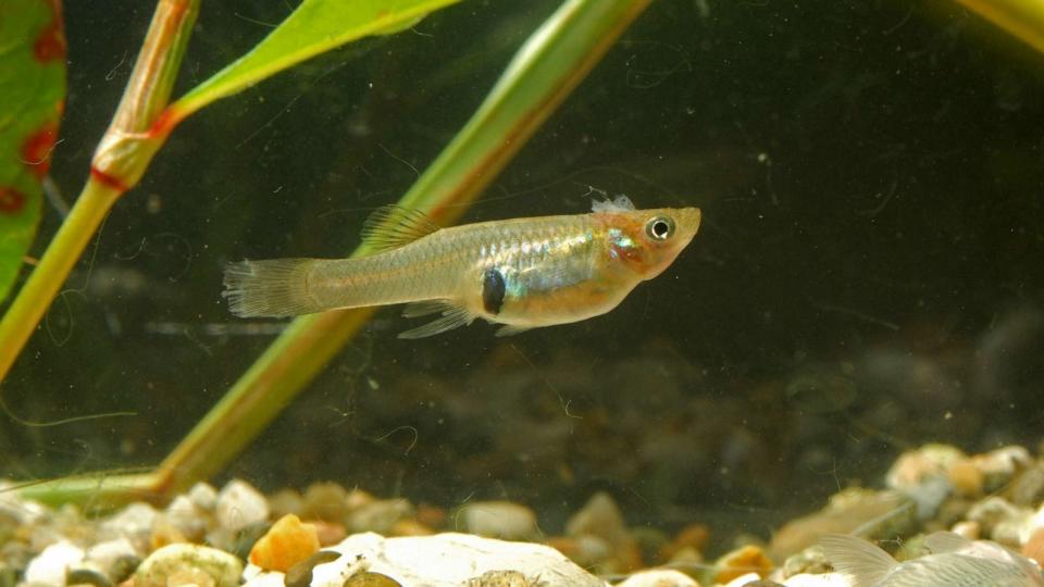 PHOTO: Gambusia (STOCK PHOTO/Getty Images)