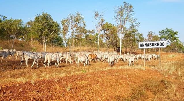 The crocs were caught after making a meal of livestock at Annaburroo Station, which borders a croc infested river. Source: Facebook/Annaburroo Station