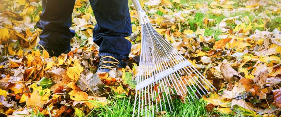 Gardener raking fall leaves in garden