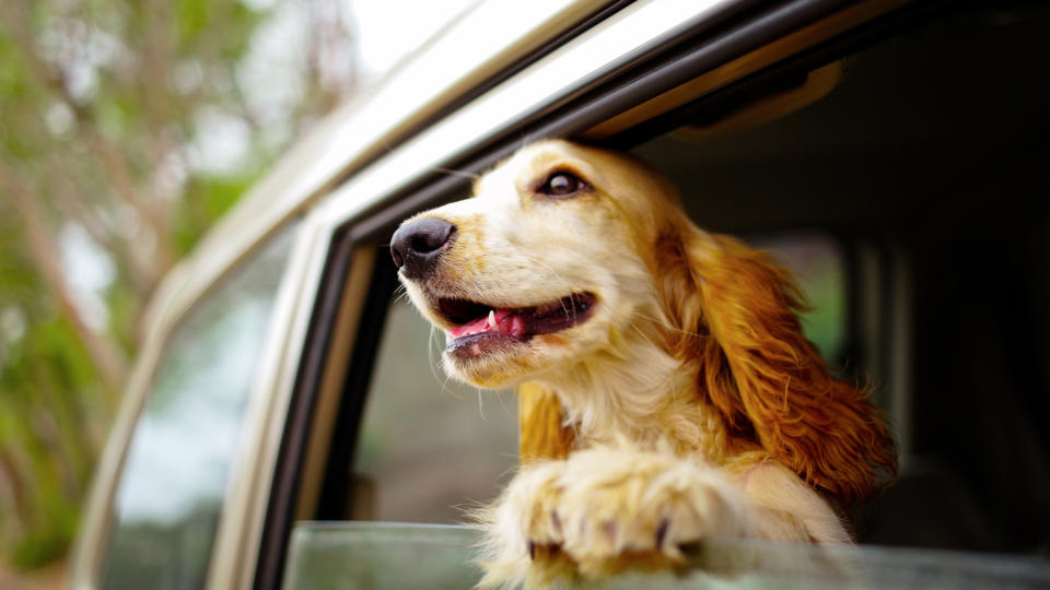 Dog hanging head out of car window