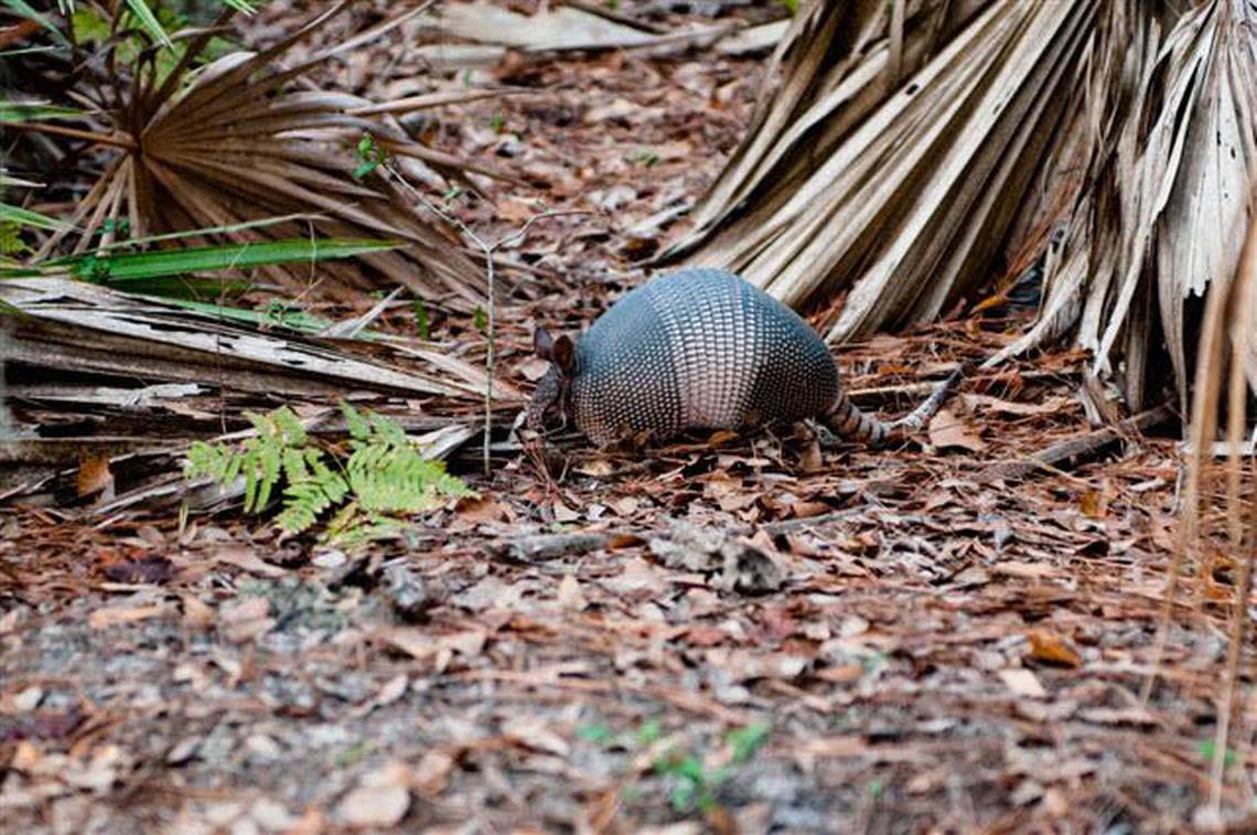 ypyl ip9 0621_ 032310_2009_SC_119.jpg This picture of an armadillo was taken by Tina Bunnell on Pinckney Island, when she visited her grandparents Karl and Hiltrud Gabler who live on Hilton Head Island.