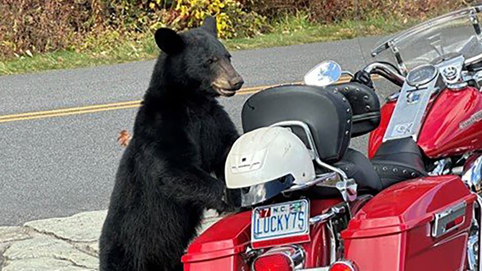 A young black bear took a few bites out of Jeff Guffey's motorcycle seat several days before a section of the parkway was closed. - Jeff Guffey