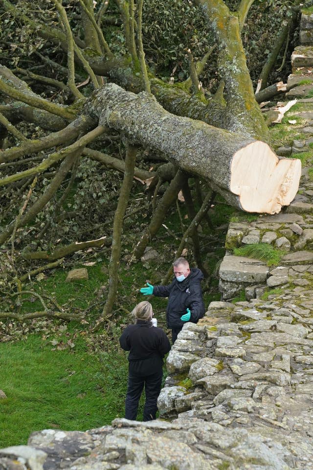 Sycamore Gap tree felled