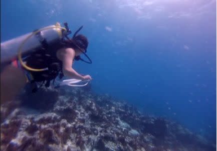 Classmate Amanda Ungco surveys for indicator species at Short Drop Off Reef in Palau. Photo by the author.