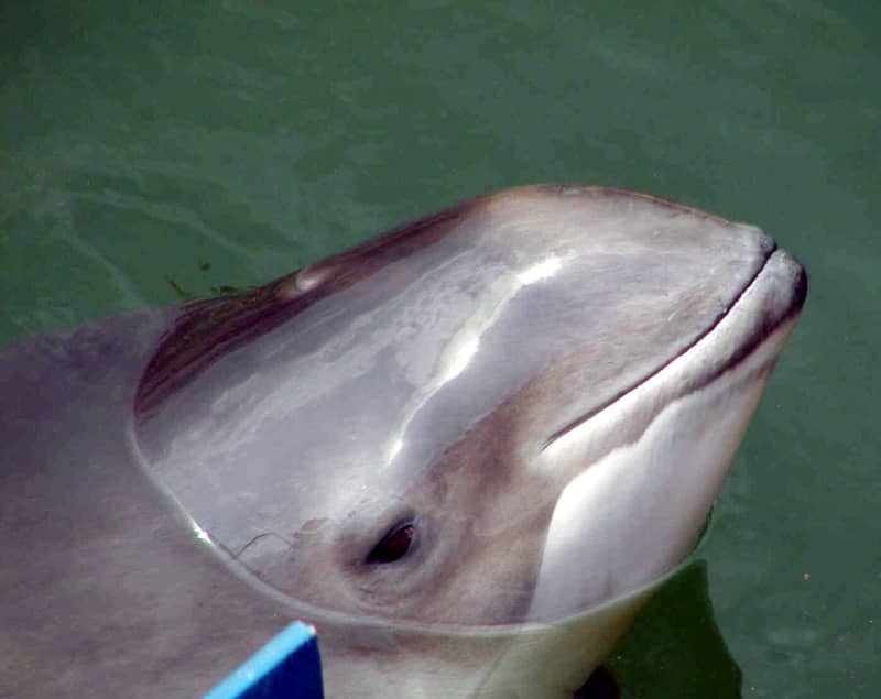 The harbor porpoise is a shy animal, most often seen in groups of two or three, mostly in cold temperate to sub-polar waters of the Northern Hemisphere. picture alliance / dpa