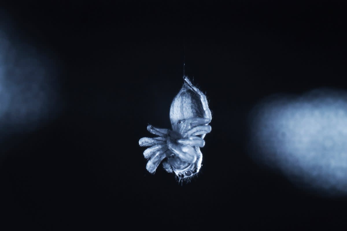 This photo shows a jumping spider (‘E arcuata’) exhibiting leg curling during an REM sleep-like state (Daniela C Rößler via AP)