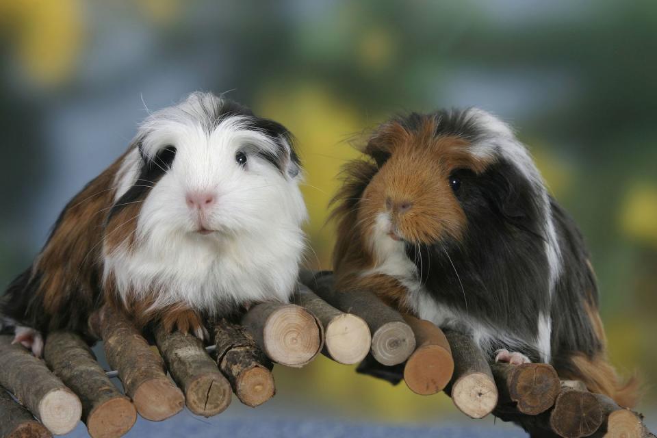 Coronet Guinea Pig