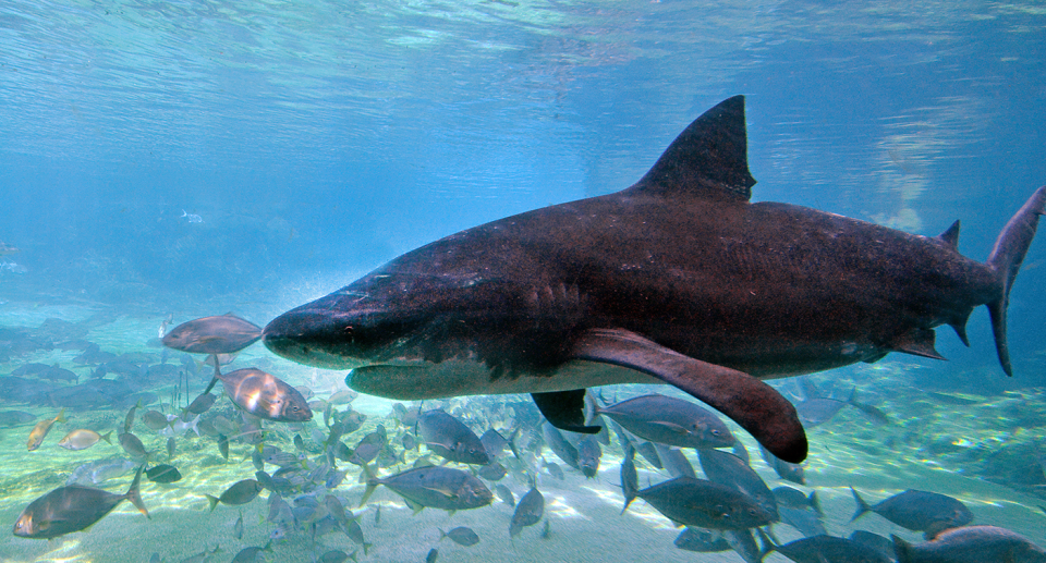 Humans pose a greater risk to bull sharks than they do to us. Source: Getty