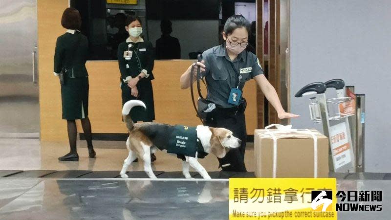 ▲陳子偉說明，檢疫犬來自海關訓練中心、動物收容中心、國外引進等管道，品種多為拉不拉多、米格魯，也有米克斯。（圖／記者許若茵攝，2023.06.09）