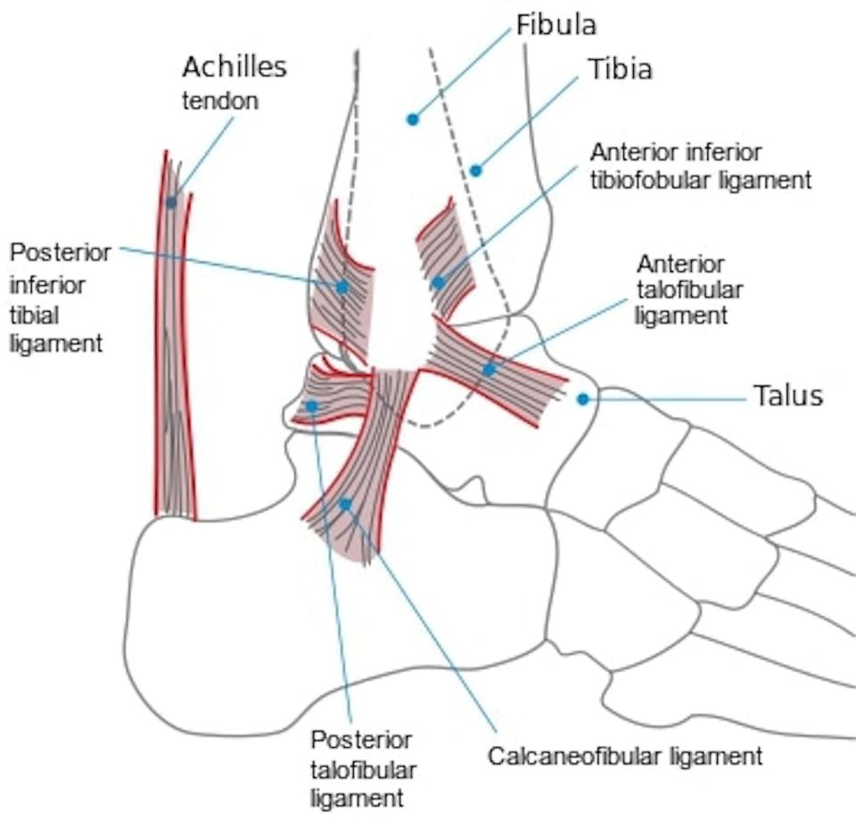 The ankle joint is where the lower leg bones are stabilized and attached to the foot by a group of ligaments. This diagram shows the outside view of a right foot. <a href="https://en.wikipedia.org/wiki/Ankle#/media/File:Ankle_en.svg" rel="nofollow noopener" target="_blank" data-ylk="slk:Jak/Wikimedia Commons;elm:context_link;itc:0;sec:content-canvas" class="link ">Jak/Wikimedia Commons</a>