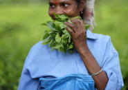 A tea garden worker holds a bunch of plucked tea leaves inside Aideobarie Tea Estate in Jorhat in Assam, India, April 21, 2015. REUTERS/Ahmad Masood