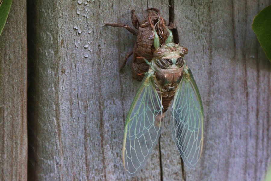 A dog-day cicada (Tibicen canicularis) is clinging to its nymphal exoskeleton after emerging from it in Toronto, Ontario, Canada, on August 29, 2023. Before a cicada becomes an adult and sheds its skin, it is trying to find a plant to which it can attach itself with its claws. Often, their nymphal skin remains attached to a plant long after the cicada has hatched. (Photo by Creative Touch Imaging Ltd./NurPhoto via Getty Images)