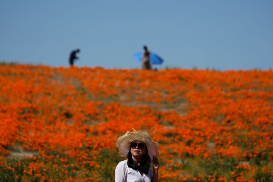 A visitor stands on a field of blooming flowers near the Antelope Valley California Poppy Reserve, Monday, April 10, 2023, in Lancaster, Calif. (AP Photo/Marcio Jose Sanchez)