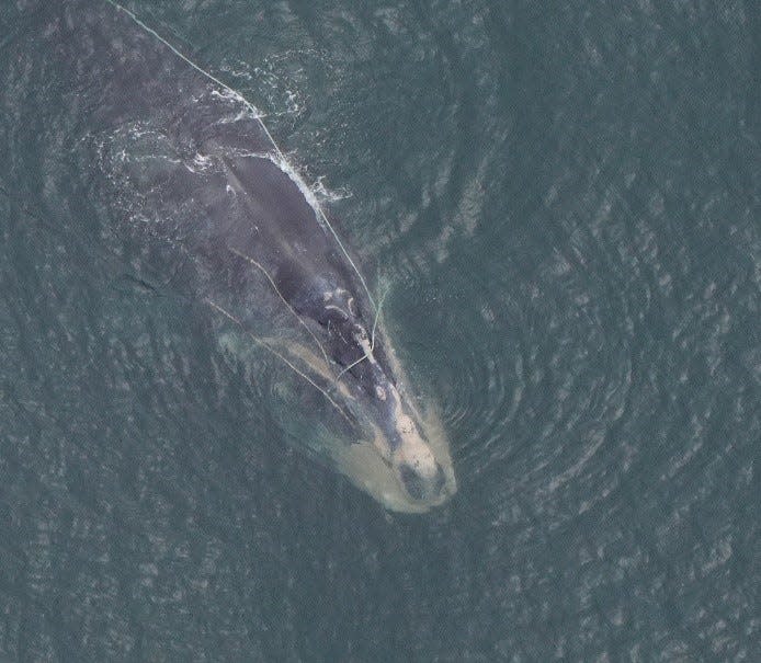 The New England Aquarium aerial team got this photo of the right whale Snow Cone, a critically entangled individual, about 15 nautical miles south of Nantucket on Sept. 21, 2022.