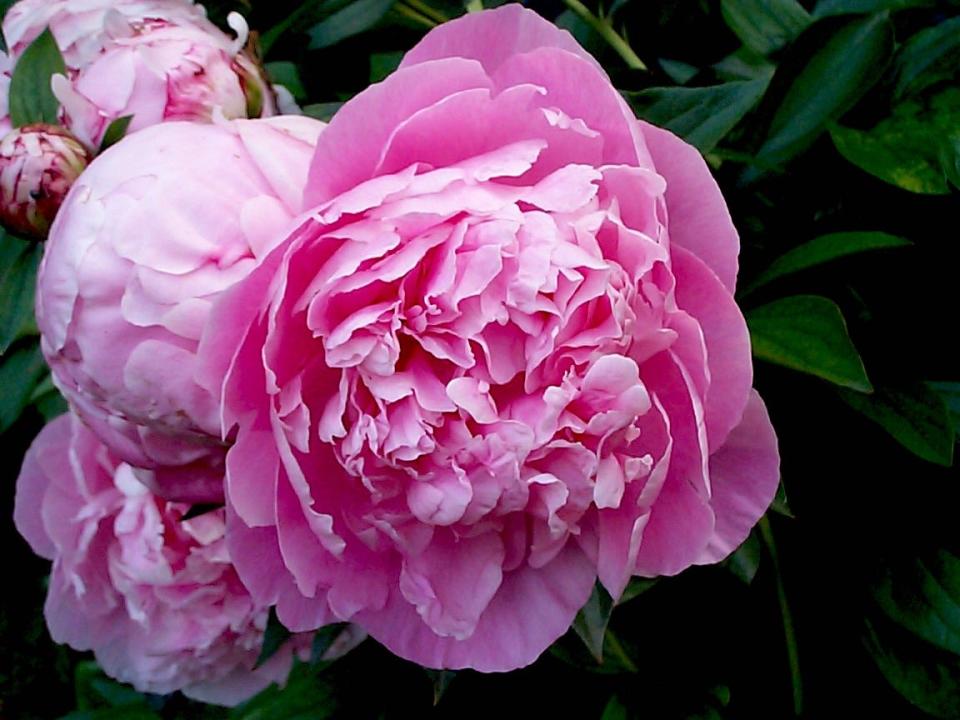 A single dark pink peony may be the perfect Mother’s Day flower to give a mother whose own mother is still living. The tradition for living mothers is a red or pink flower while white is for mothers no longer living.