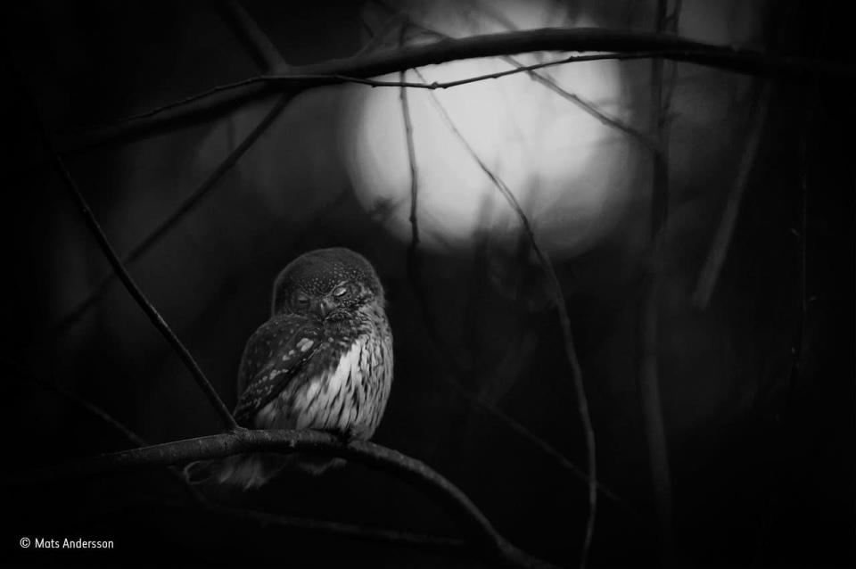 Requiem for an Owl - Winner: black and white