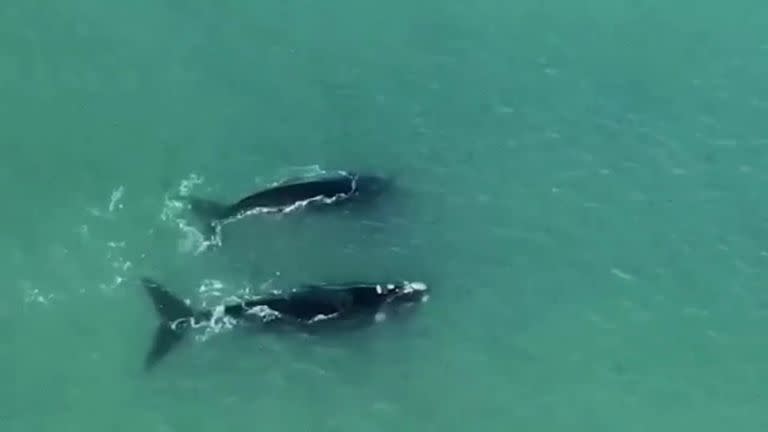 El raro avistaje de una pareja de ballenas francas en las playas de Mar del Plata que fue captado por un drone