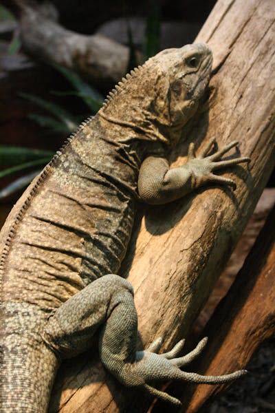 A large lizard climbing a tree trunk