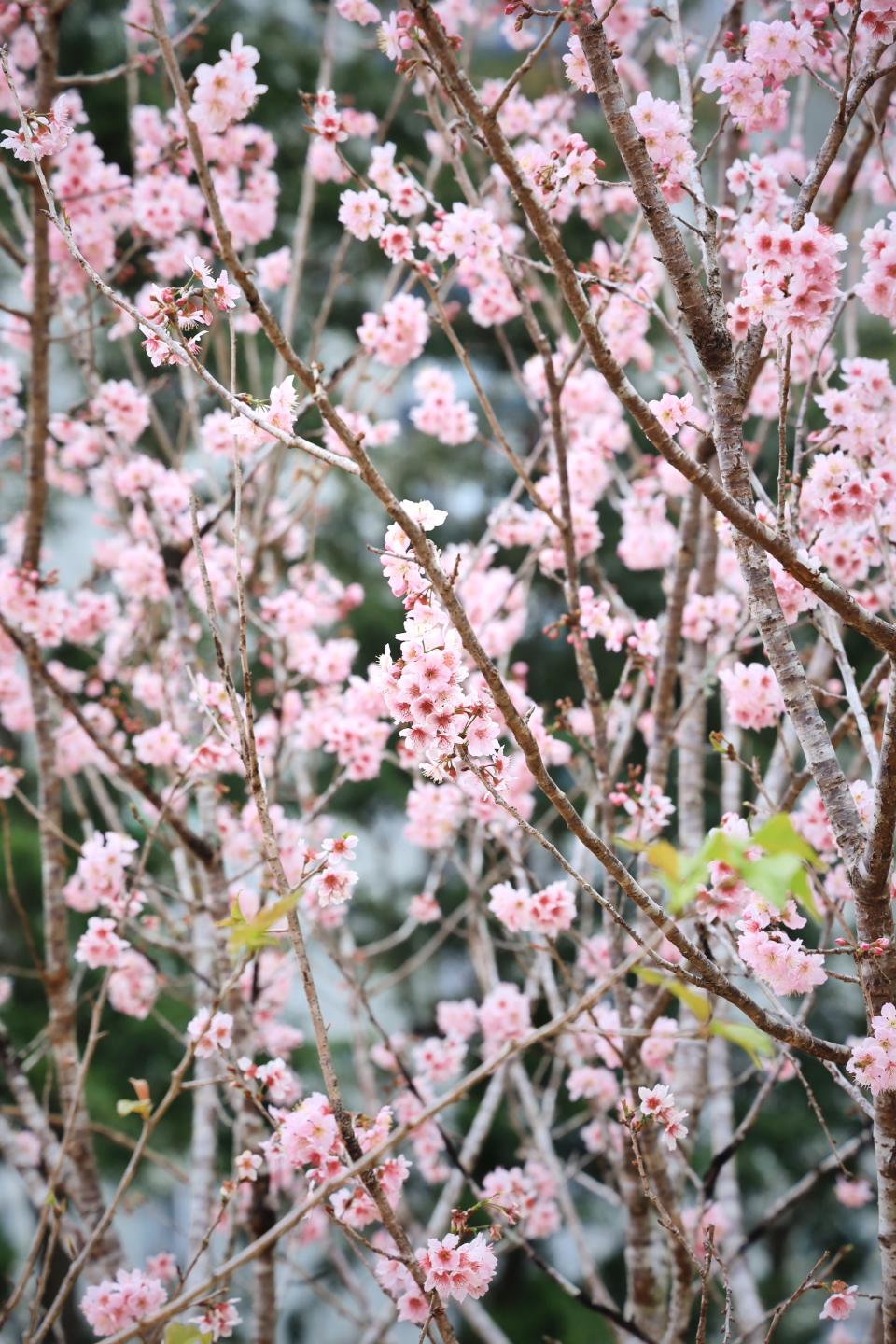 櫻花樹不算高大，但櫻花數目已十分震撼。