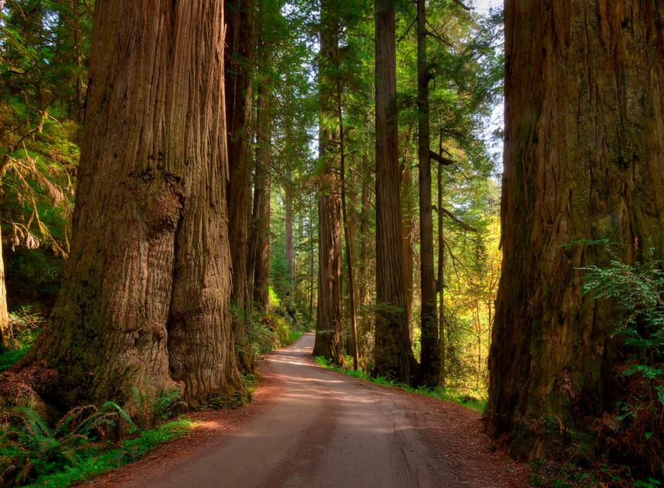 PHOTO: Redwood trees are shown in The Jedediah Smith Redwoods State Park, near Crescent City, Calif. (STOCK IMAGE/Getty Images)