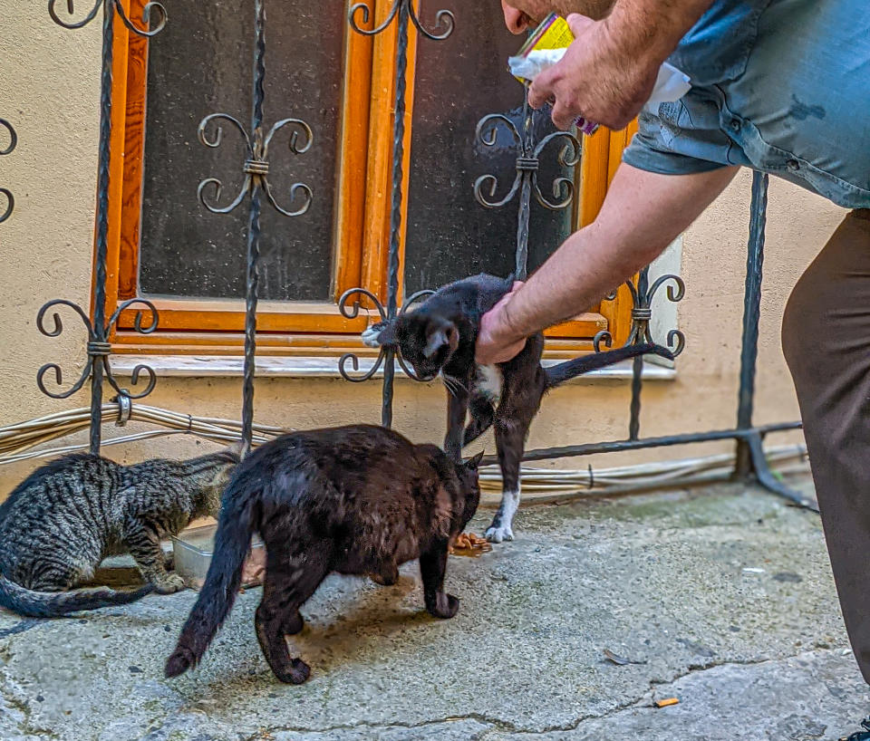 Man lifts up a cat while two others eat food he has put out for them