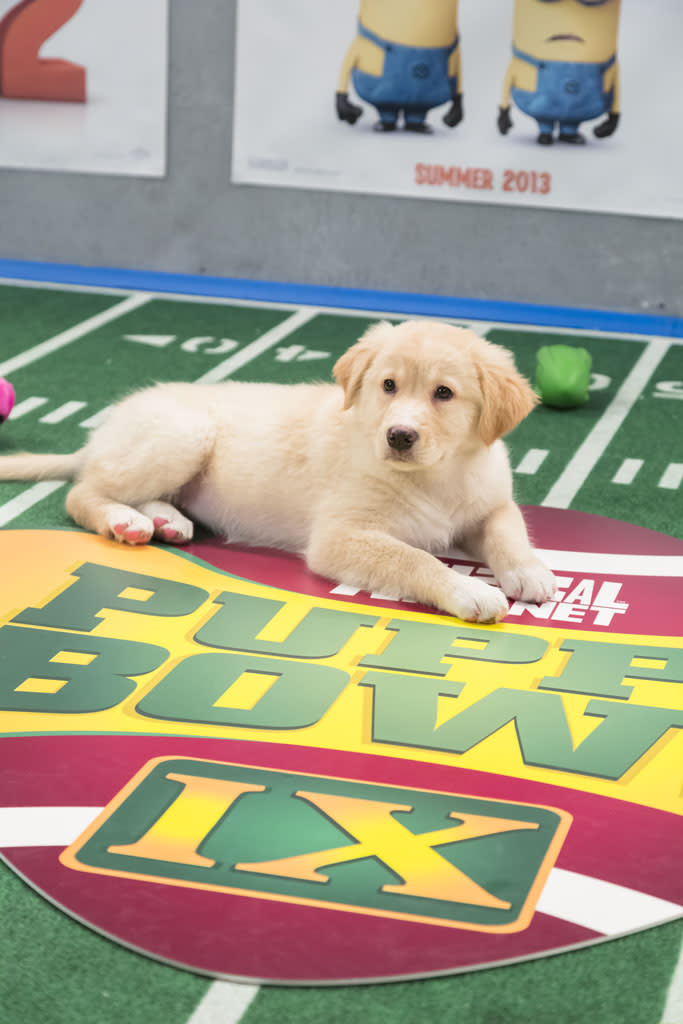 Puppy Bowl IX - Animal Planet