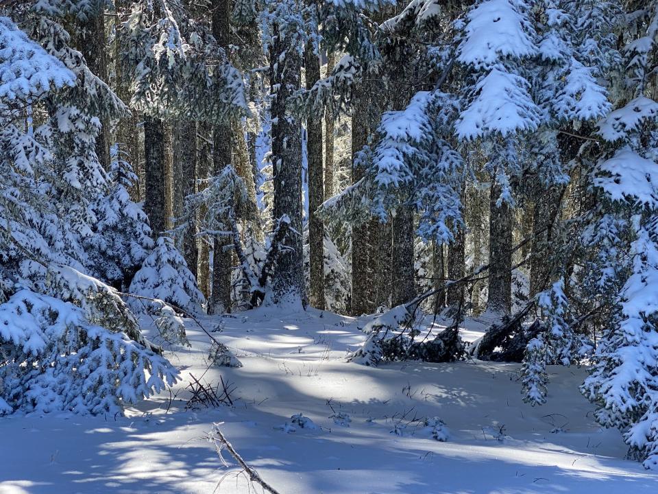 The summit woods of Marys Peak covered in snow on a recent February day.