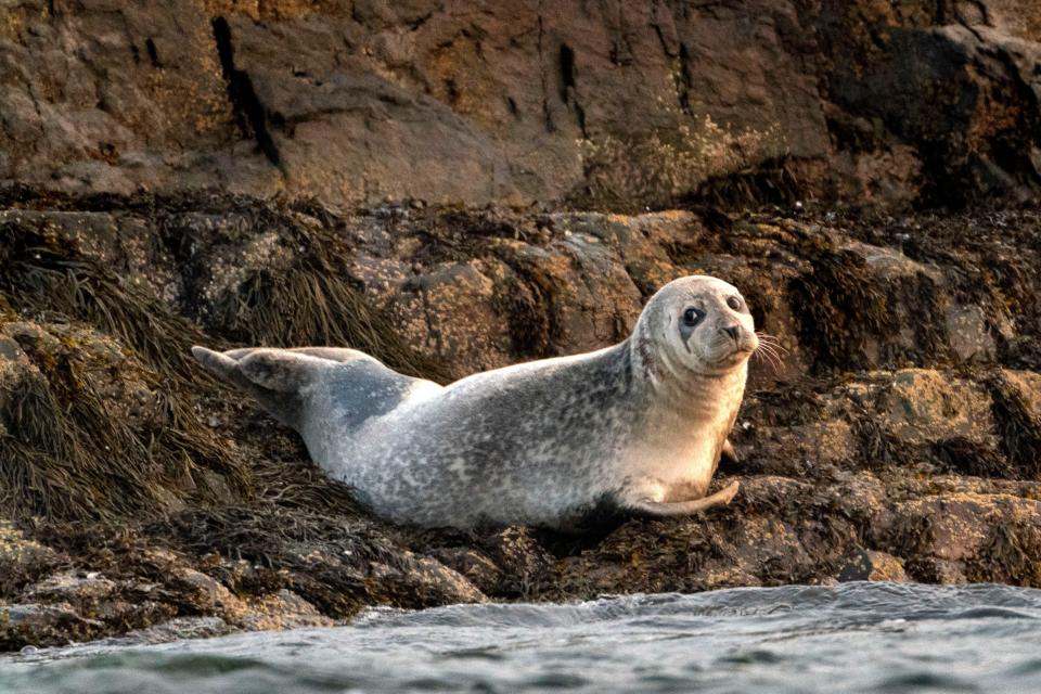 A grey seal lounges on a small island in Casco Bay, Tuesday, Sept. 15, 2020, off Portland, Maine. The federal government announced Wednesday, July 20, 2022 it is conducting a special investigation into seal deaths in Maine. About 150 of the animals have been stranded this summer, and avian flu appears to be the key reason.