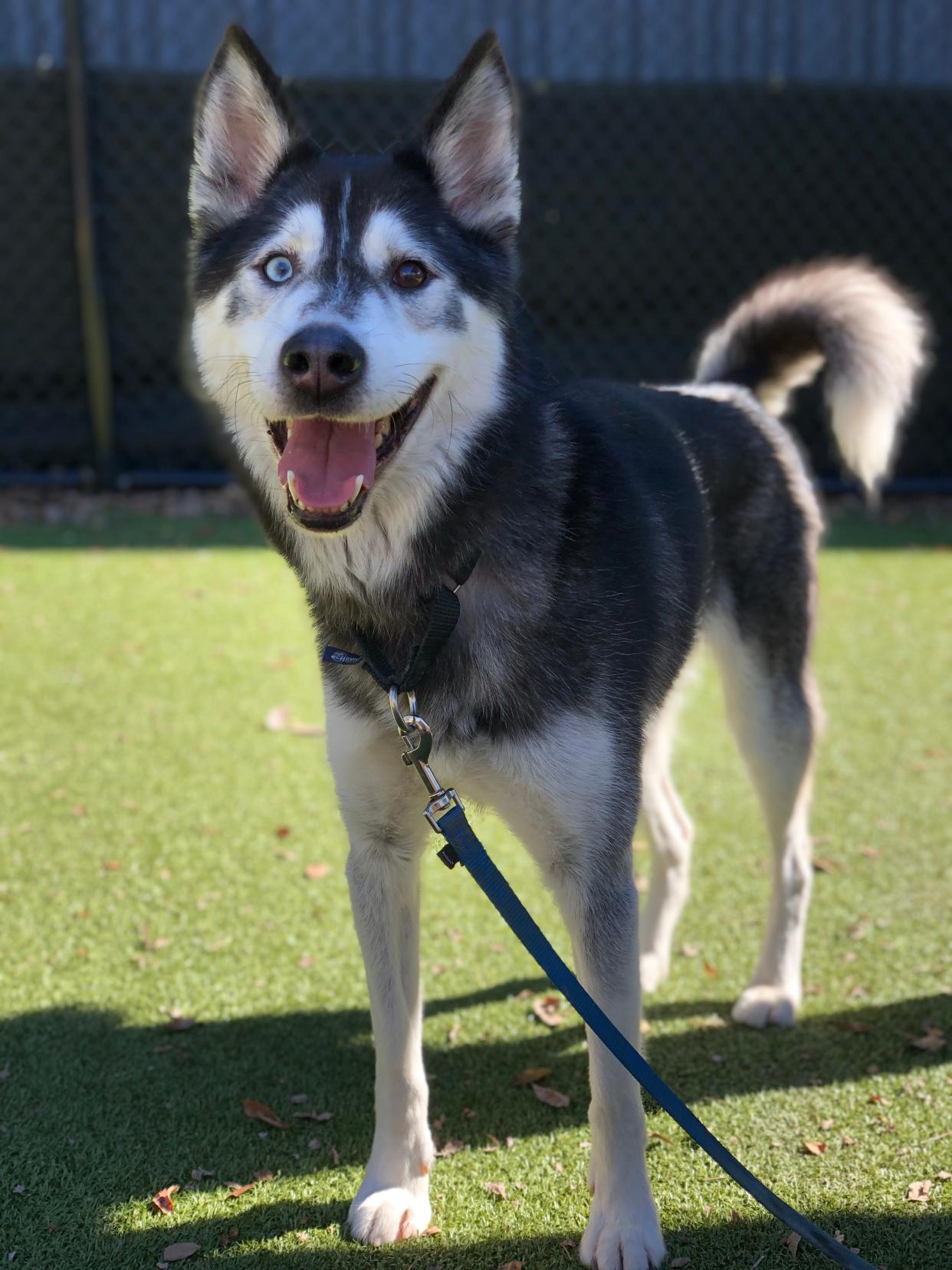 A dog dubbed "Bret Michaels" at the Nebraska Humane Society in Omaha, Neb., gave blood to save a kitten and then was adopted by rock star Bret Michaels.