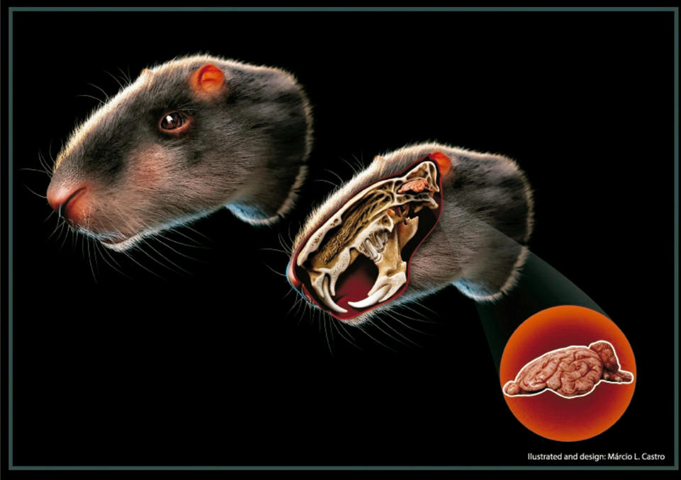 An artistic reconstruction of Neoepiblema acreensis (SWNS) 