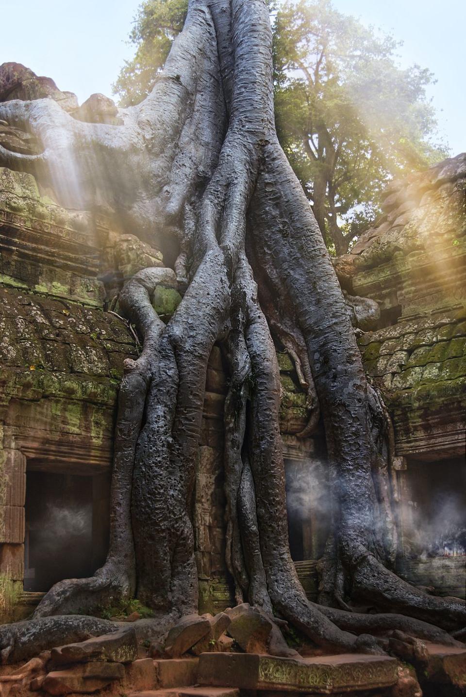 19) Ta Prohm Temple, Cambodia