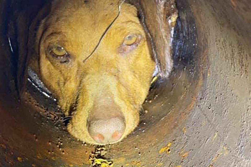 dog with his head stuck in a pipe