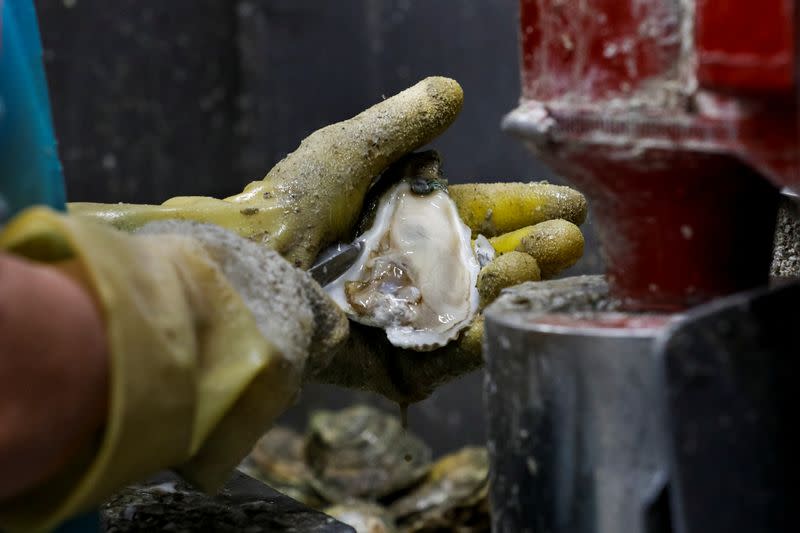 Alicia Odum of Barber's Seafood in Eastpoint, Florida, U.S., removes meat from the shell of an oyster from Texas