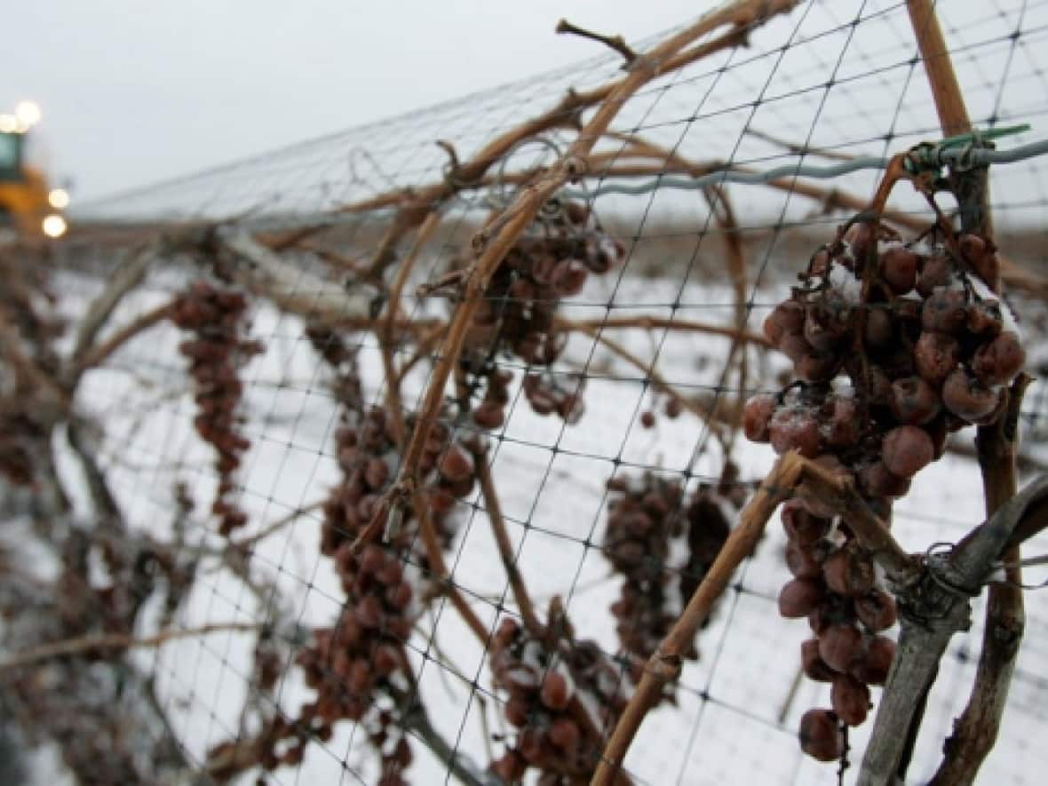 Vineyards across Canada have been hit hard by the unpredictable weather and sudden late-season cold snaps brought by climate change. Experts say the impacts are only expected to grow.  (CBC - image credit)