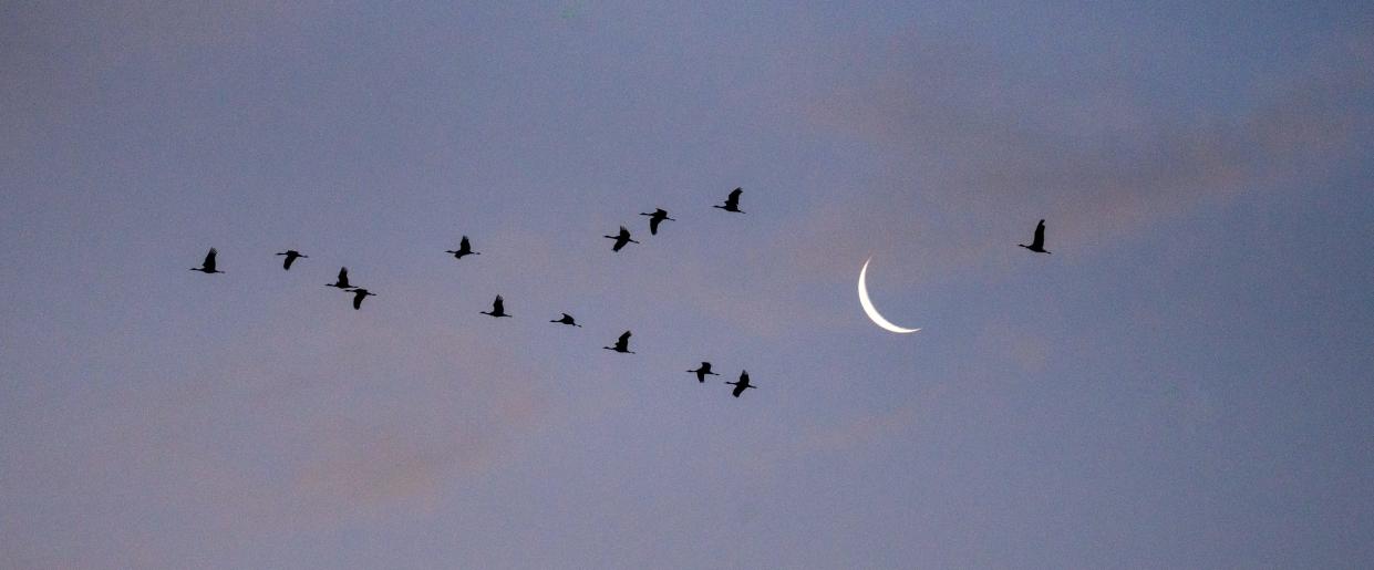 Sandhill cranes fly past a waning crescent moon before sunrise, January 29, 2022, at the Whitewater Draw Wildlife Area, McNeal, Arizona. The cranes roost in the draw overnight and fly out to fed in nearby fields at sunrise.