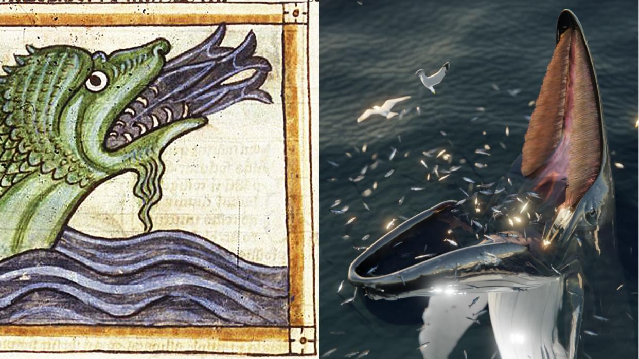  Left image shows a drawing of a sea monster depicted in light green and sticking its head out of the water to gobble up fish. The right image shows a digital illustration of a whale eating in a similar way. 